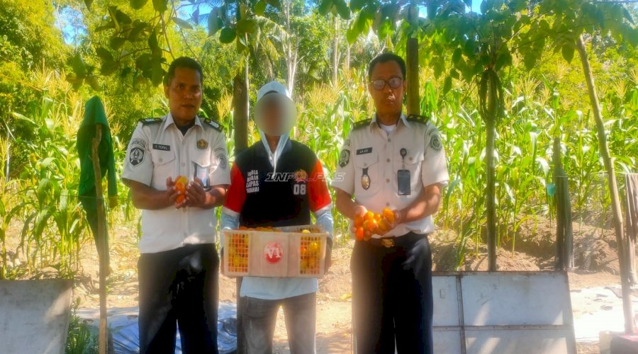 Dukung Ketahanan Pangan, Lapas Wahai Kembali Panen Tomat Hasil Pembinaan Kemandirian