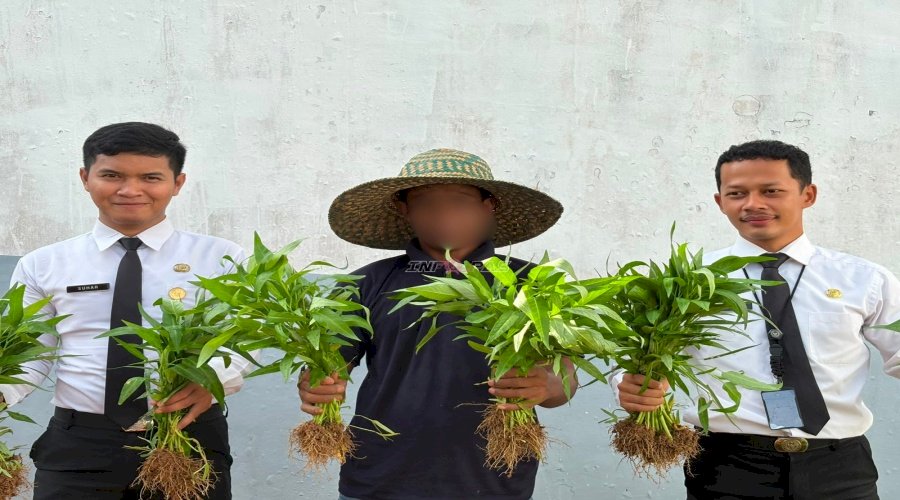 Panen 15 Kilogram Kangkung, Warga Binaan Lapas Kotabaru Petik Hasil Pembinaan