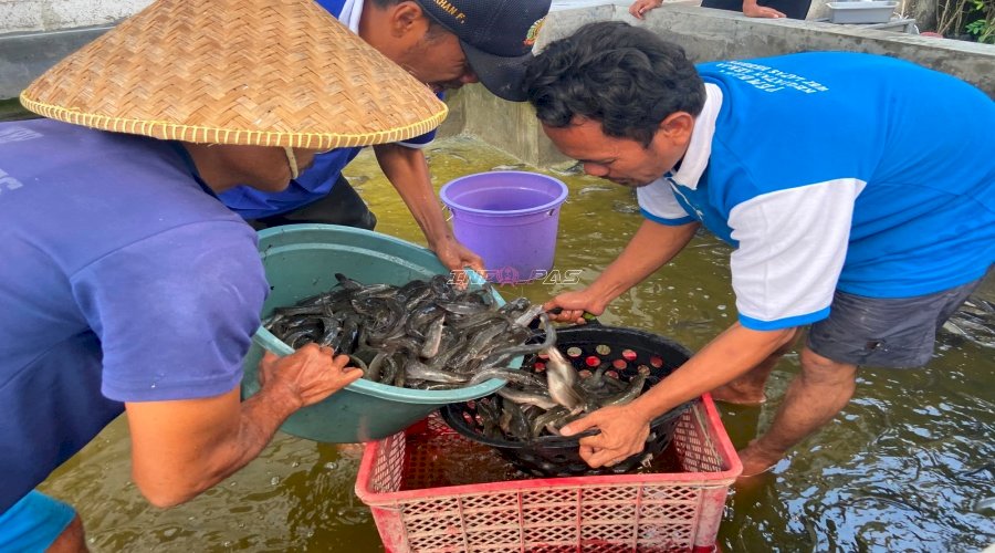 Panen 24 Kg Lele, Lapas Brebes Cetak Warga Binaan Produktif dan Berdaya Saing