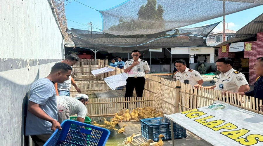 Dukung Ketahanan Pangan, Lapas Mojokerto Lepas Itik ke Kandang Pembesaran