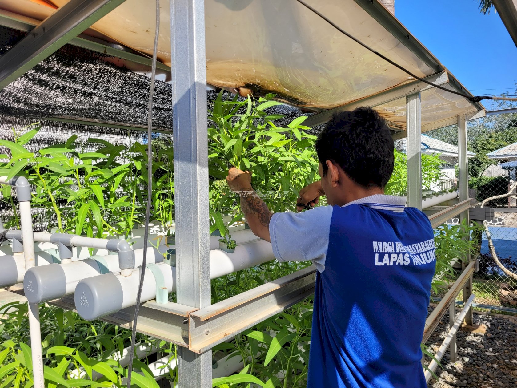 Lapas Tanjung Panen 15 Kilogram Kangkung Hidroponik Hasil Pembinaan Warga Binaan