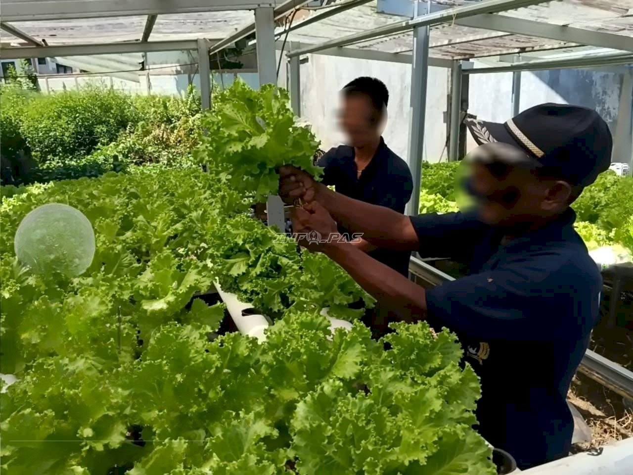 Lapas Amuntai Kembangkan Hidroponik, Panen 10 Kilogram Selada
