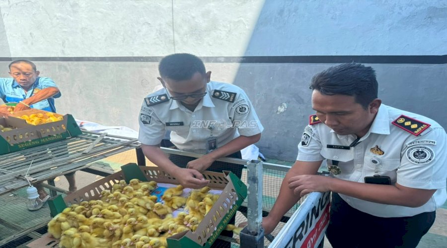 Lapas Mojokerto Perkuat Ketahanan Pangan lewat Pengembangan Peternakan Itik