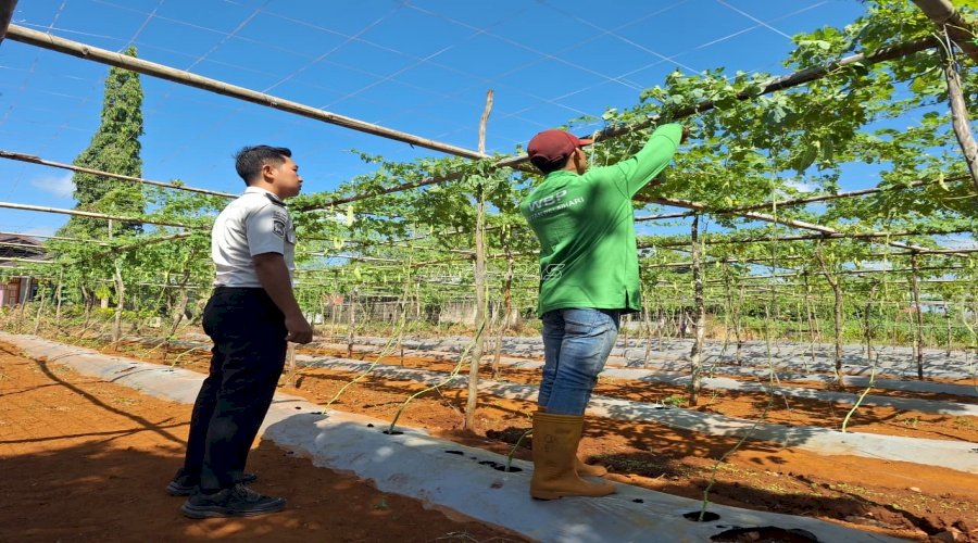 SAE Rutan Pelaihari Kembali Panen 26 Kilogram Pare, Perkuat Kemandirian Pangan