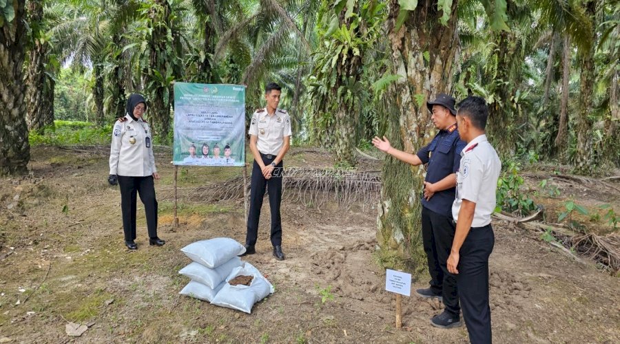Kompos Lapas Pangkalpinang Uji Kualitas di Kebun Sawit Binaan Lapas Tanjungpandan