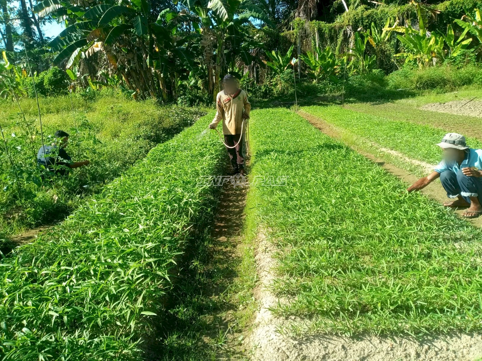 Lapas Piru Intensifkan Budidaya Tomat dan Kangkung demi Panen Berkualitas