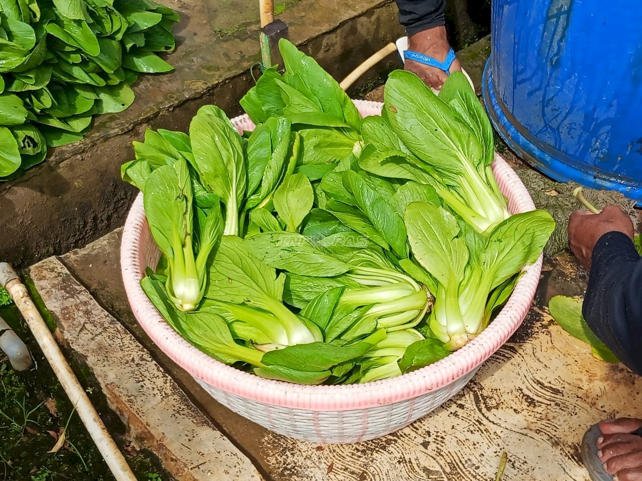 Lapas Tanjung Panen 8 Kilogram Pakcoy Hasil Budidaya Warga Binaan