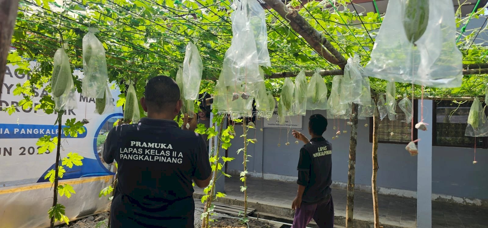 Warga Binaan Lapas Pangkalpinang Kembangkan Kebun Pare Sistem Vertikultur