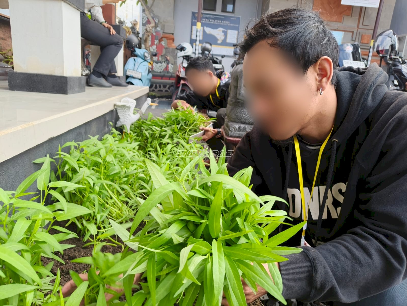 Panen Kangkung dan Jamur, Bapas Denpasar Perkuat Ketahanan Pangan