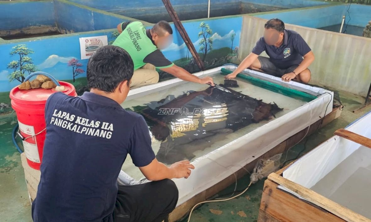Lapas Pangkalpinang Hasilkan Benih Lele Berkualitas melalui Instalasi Hatchery