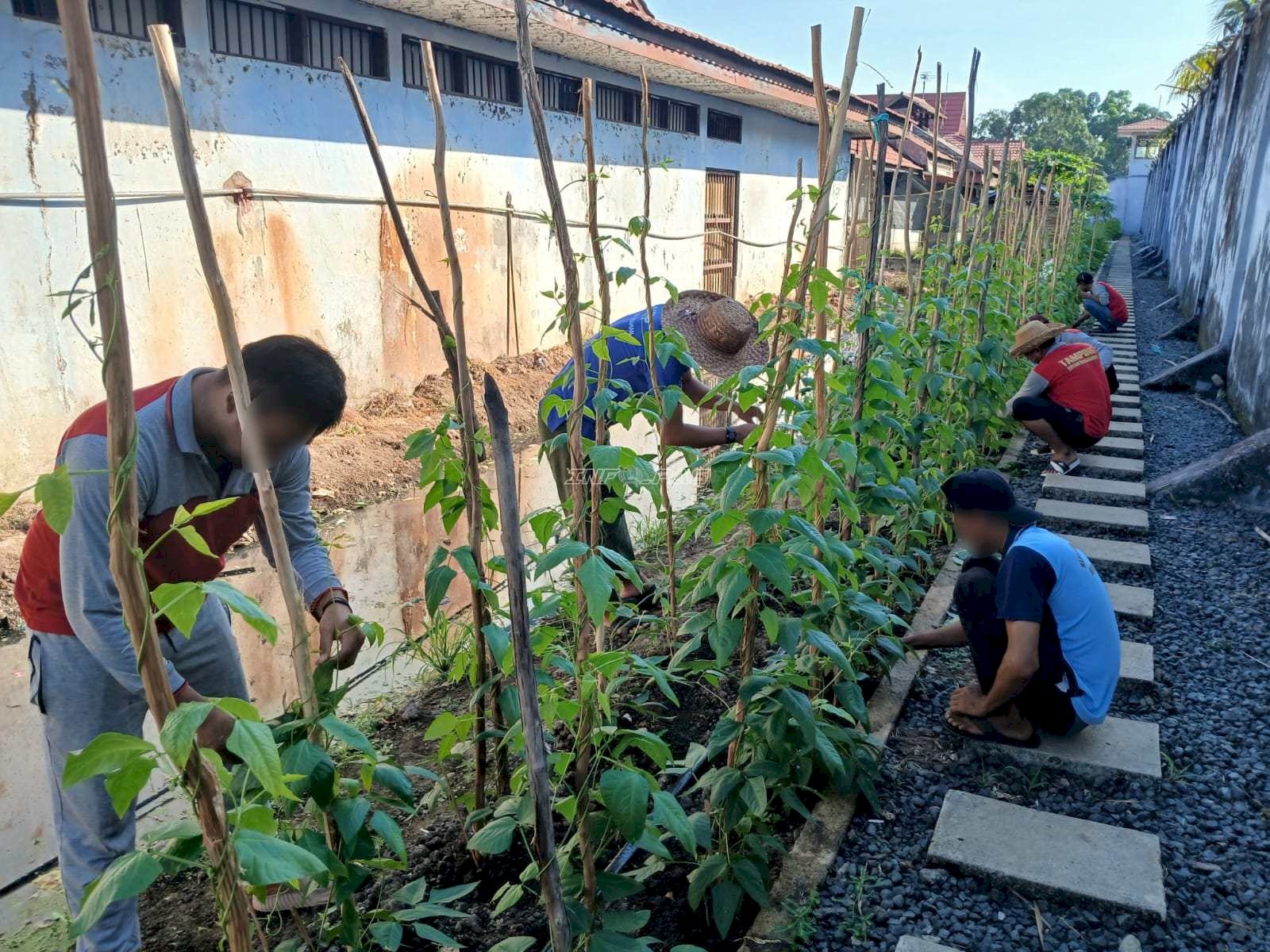Rutan Marabahan Perkuat Kemandirian Pangan melalui Budidaya Hortikultura