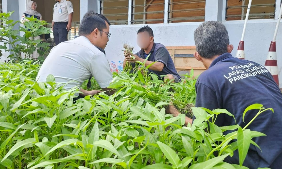 Lapas Pangkalpinang Panen 17 Kilogram Kangkung dari Agroedupark