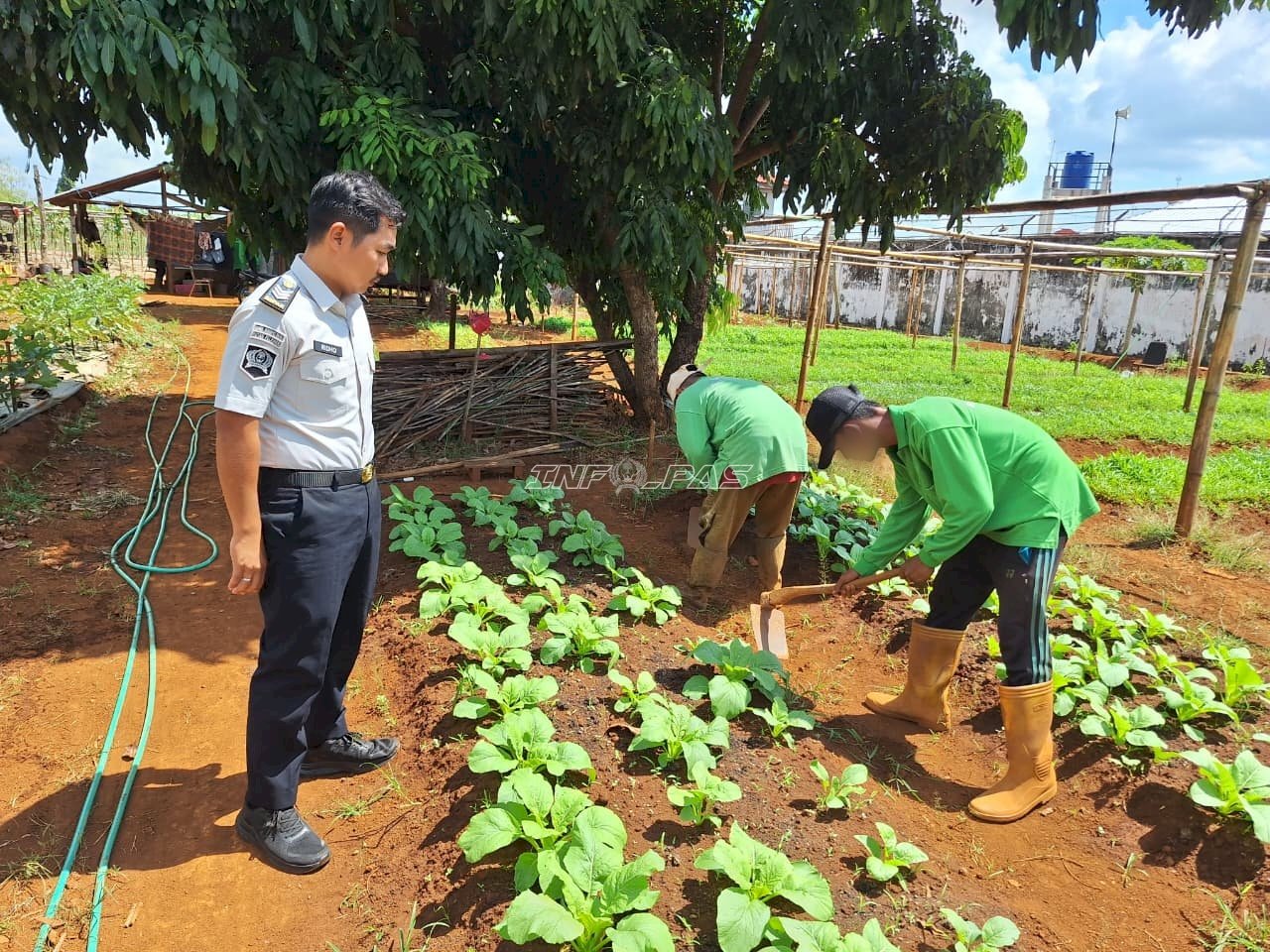 Dari Kebun SAE untuk Kemandirian, Rutan Pelaihari Kembali Panen 28 Ikat Sawi Segar