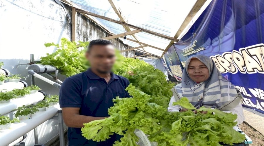 Segar dari Kebun, Hasil Panen Selada Warga Binaan Lapas Tual Langsung Diborong Pengunjung