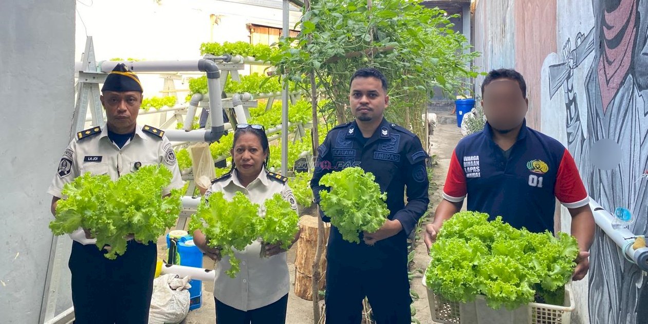 Panen Hidroponik Lapas Wahai Diminati Masyarakat, Pembinaan Kemandirian Warga Binaan Berbuah Hasil