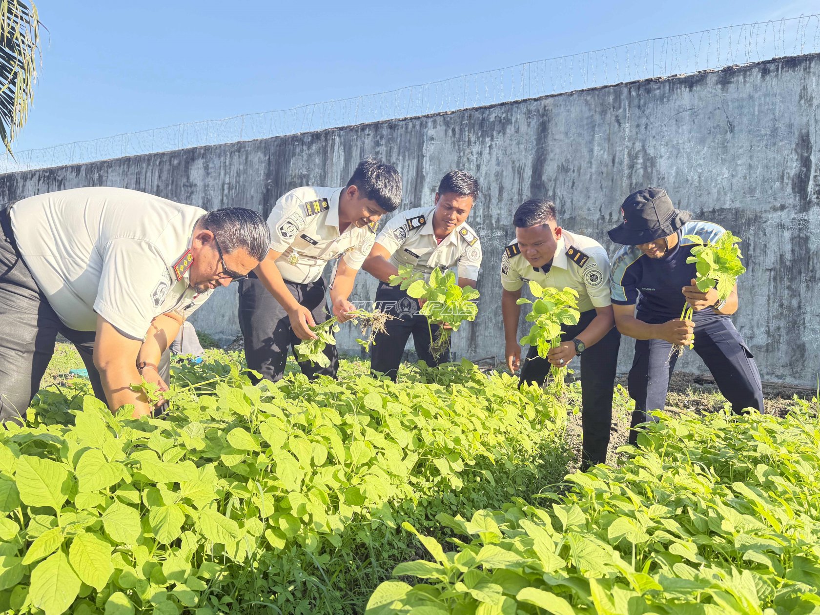 Lapas Labuhan Bilik Panen Bayam dan Kangkung, Vendor Bama Serap Hasil