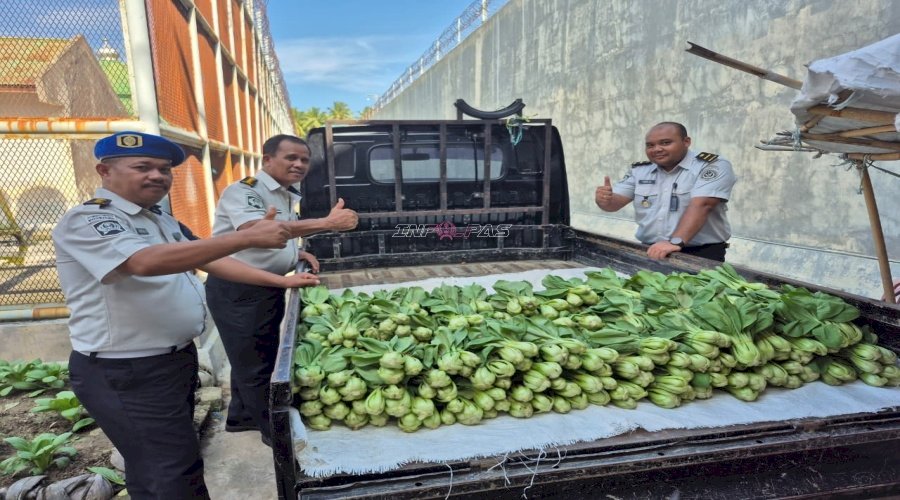 Konsisten Penuhi Kebutuhan Pasar, Warga Binaan Lapas Parigi Kembali Panen 1.800 Pakcoy Segar