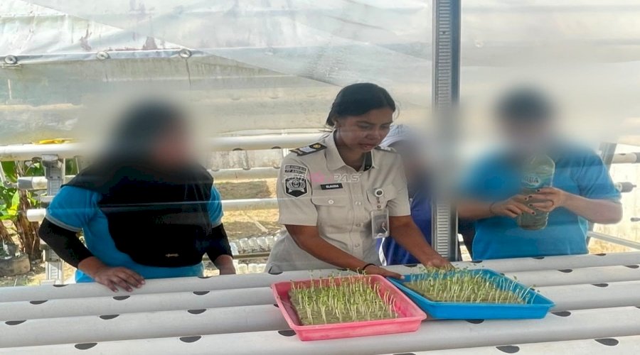 Tingkatkan Keterampilan Warga Binaan, Lapas Perempuan Ambon Siapkan Budidaya Hidroponik Pakcoy