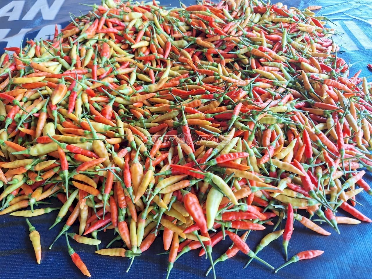 Panen Cabai di SAE, Warga Binaan Rutan Pelaihari Hasilkan Produk Bernilai Jual