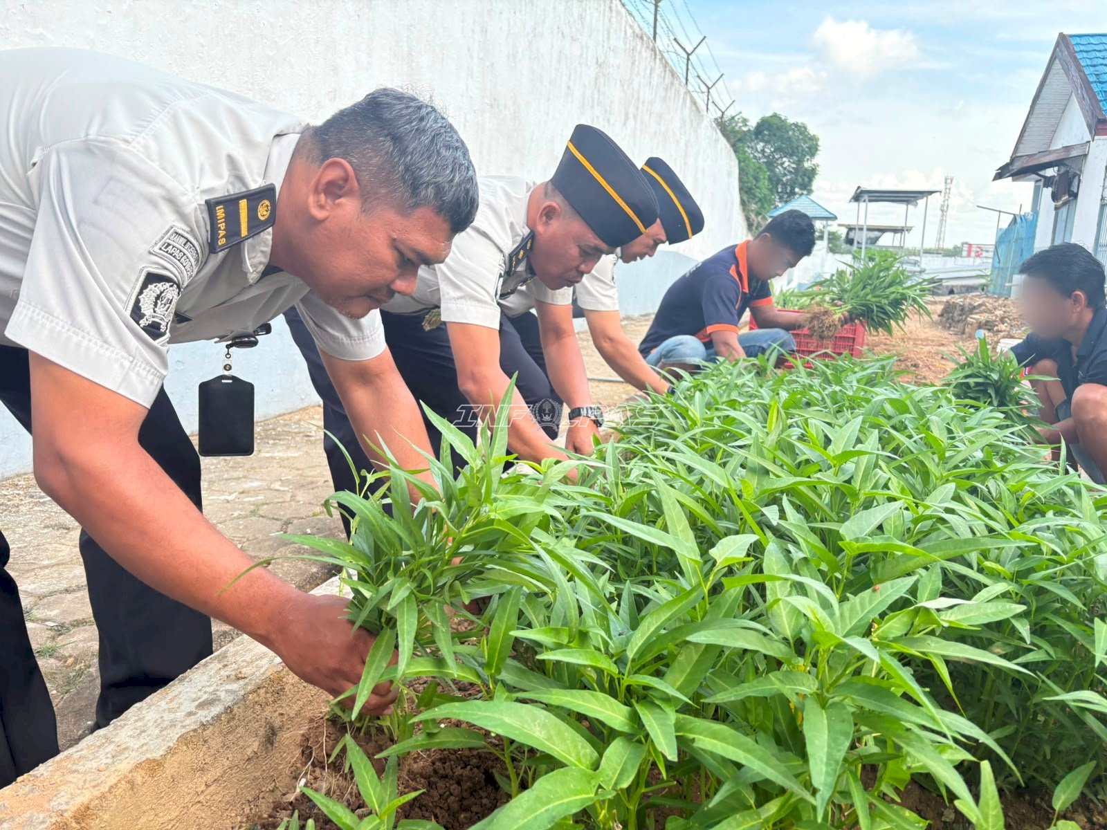Lapas Kotabaru Panen 35 Kilogram Kangkung Hasil Pembinaan Warga Binaan