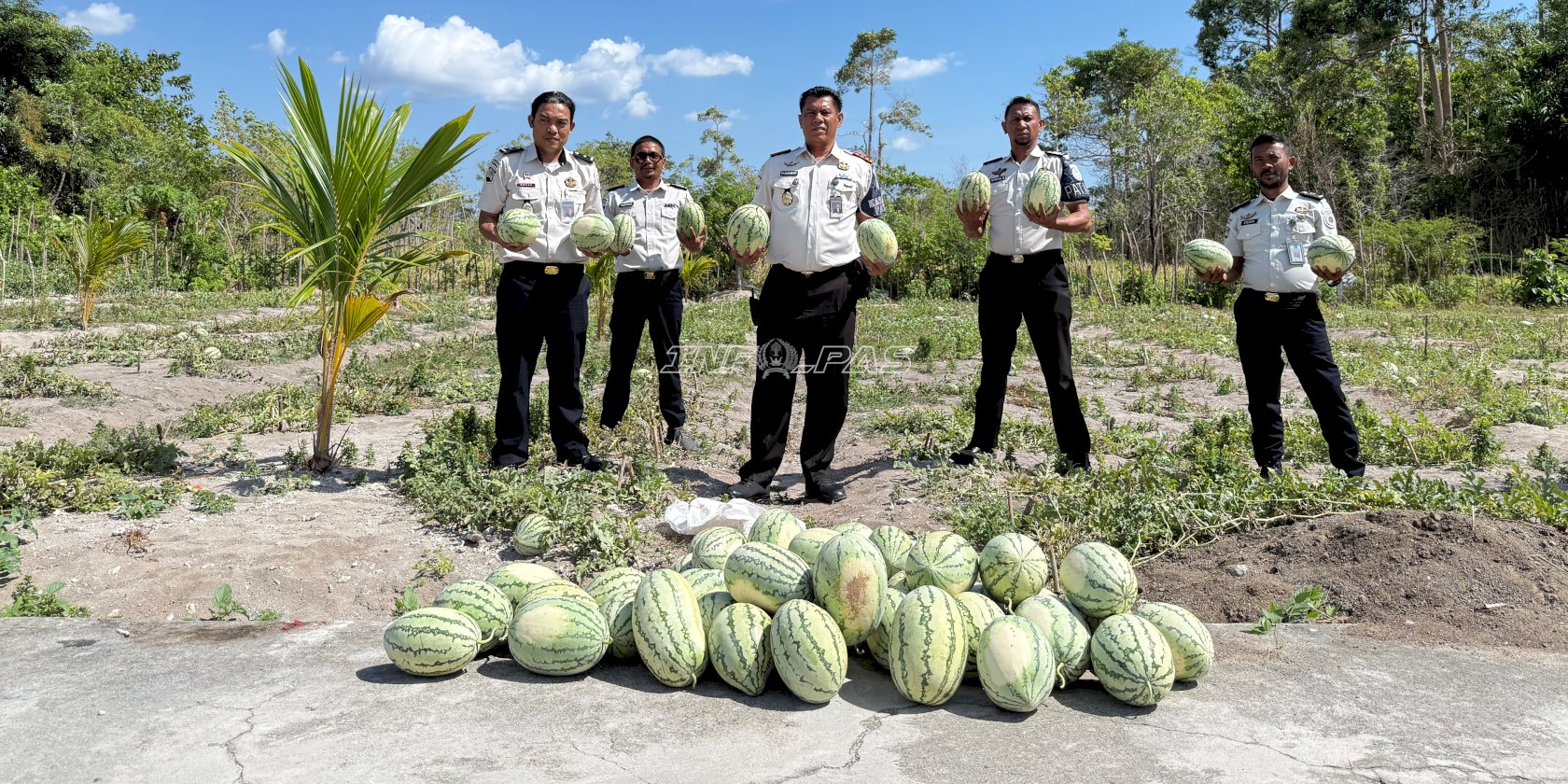 Melimpah, Panen Semangka di Lahan SAE Lapas Namlea Capai 300 Kg