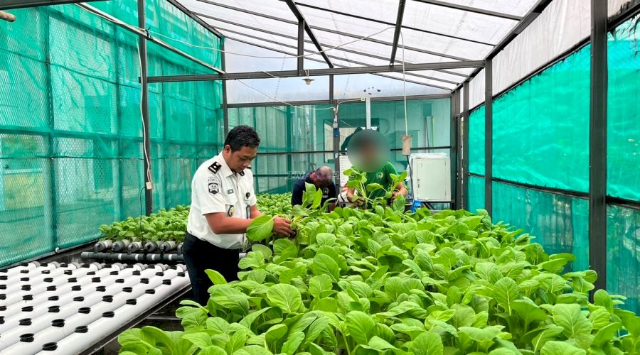 Lapas Luwuk Konsisten Panen Sayur melalui Budidaya Hidroponik Modern