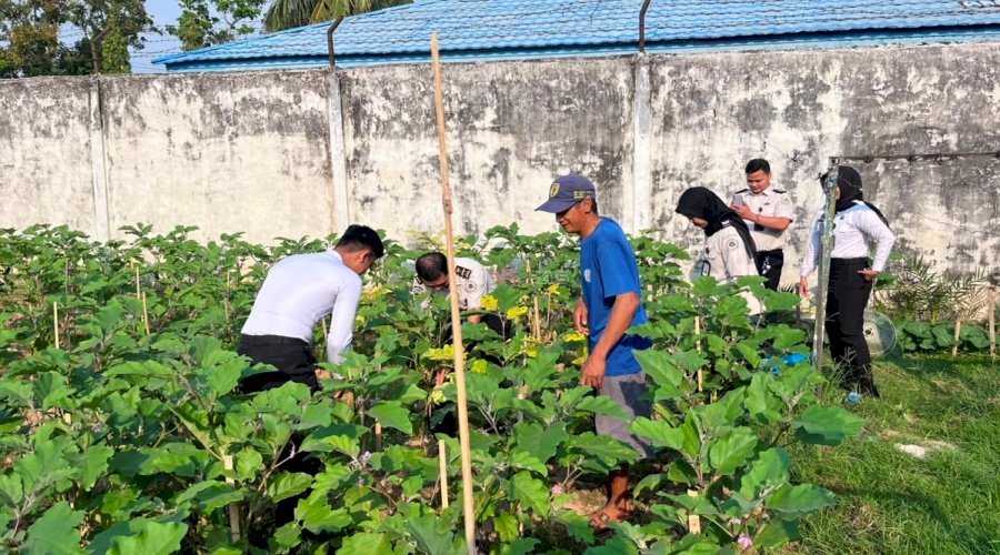Rutan Barabai Panen 11 Kilogram Terung Ungu, Wujud Nyata Pembinaan dan Ketahanan Pangan