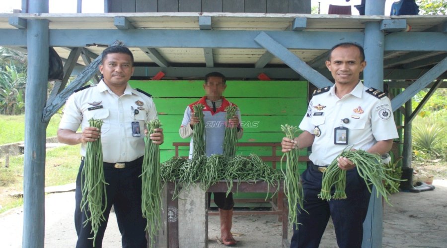 Panen Ketiga Bulan Juli, Lapas Piru Teguhkan Pembinaan Produktif Berbasis Ketahanan Pangan