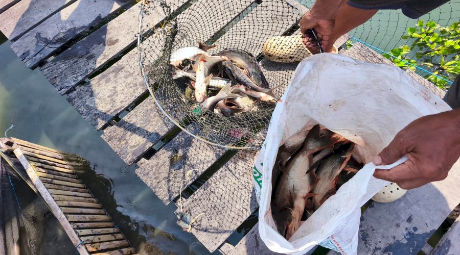 Panen Patin Berkelanjutan, Lapas Amuntai Hasilkan 25 Kilogram untuk Dukung Ketahanan Pangan