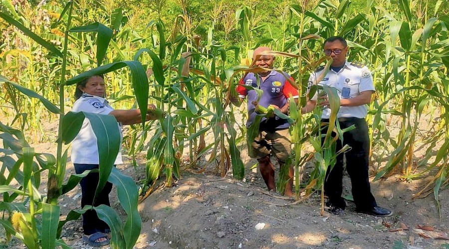 Lapas Wahai Panen Jagung Tahap Akhir, Simbol Konsistensi Pembinaan Kemandirian
