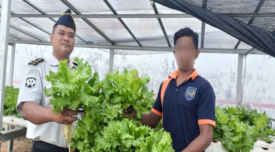 Panen 62 Pcs Selada Hidroponik, Warga Binaan Lapas Kotabaru Asah Keterampilan Pertanian 