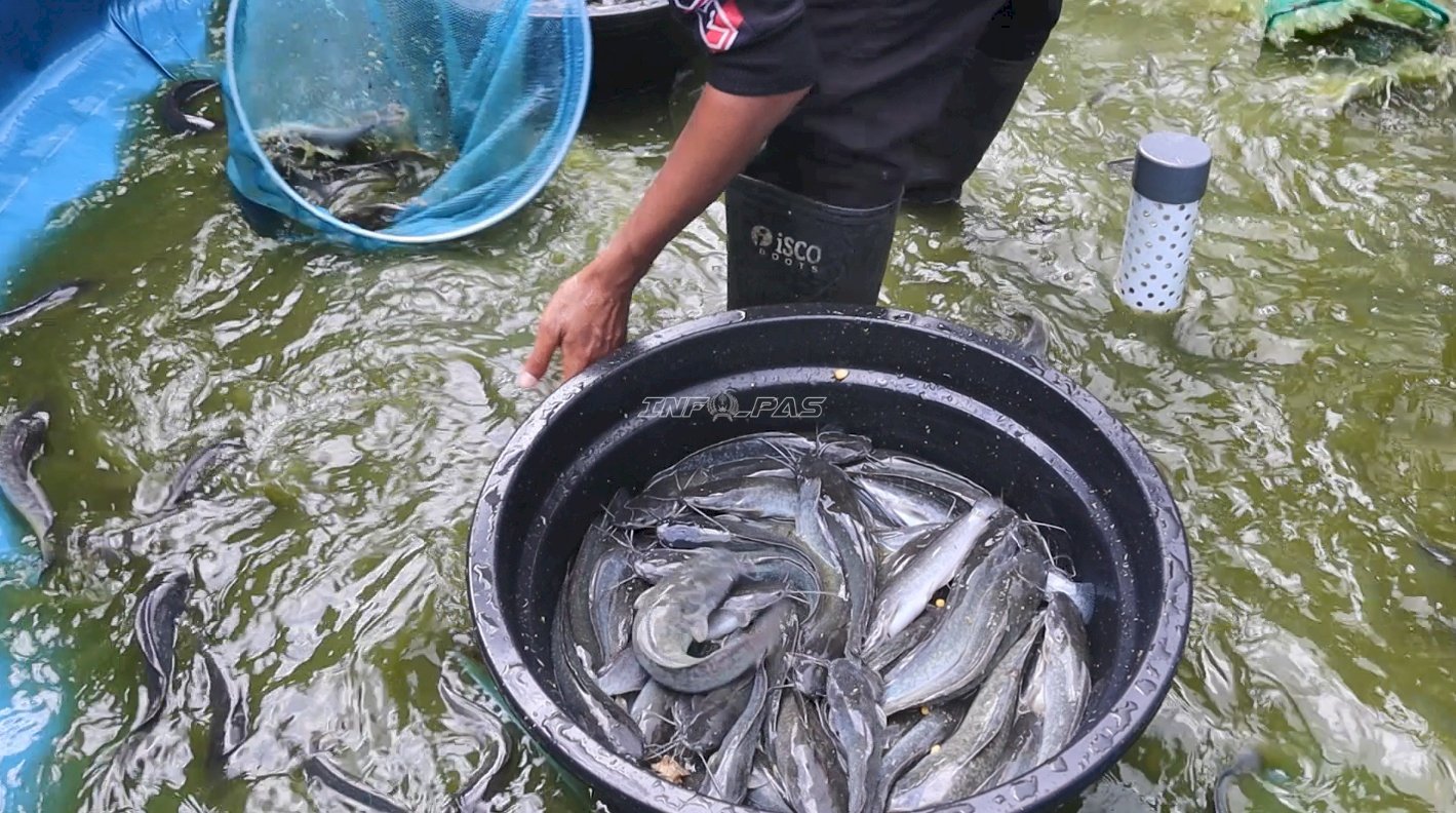 Buah Pembinaan Konsisten, Lapas Batulicin Panen 80 Kilogram Lele