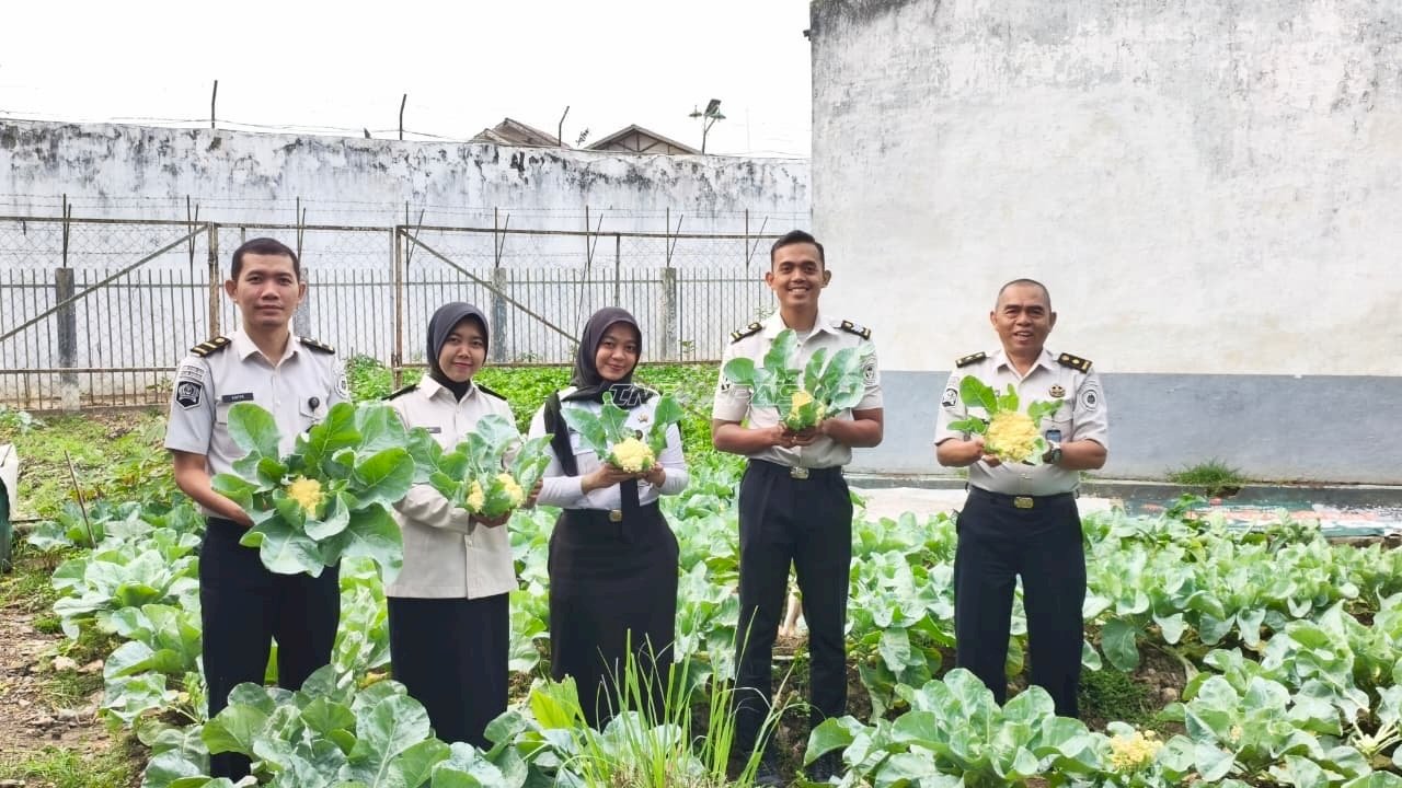 Panen Kembang Kol, Rutan Barabai Optimalkan Lahan Ketahanan Pangan