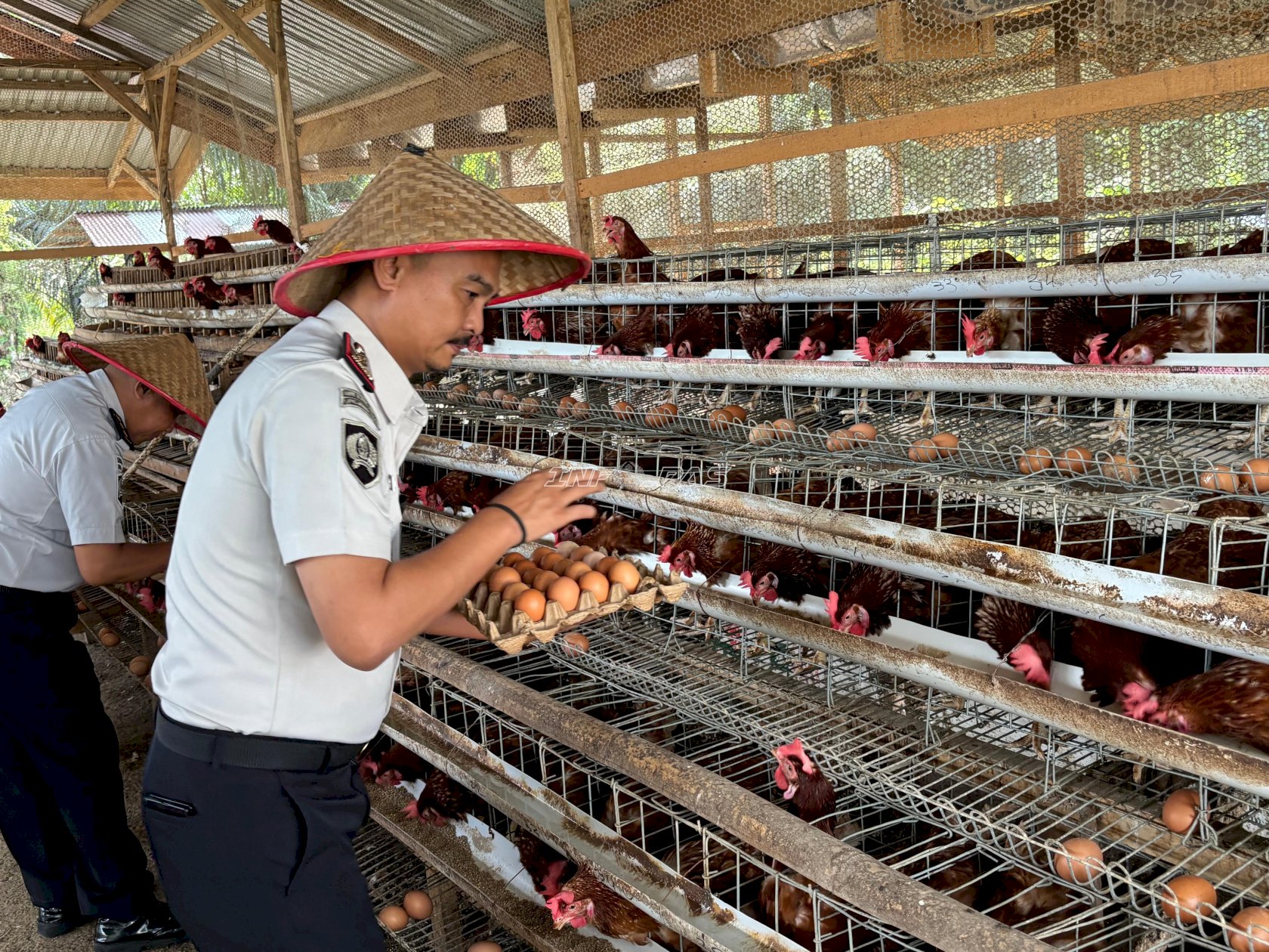 Lapas Muara Tebo Panen Telur, Perkuat Ketahanan Pangan dan Pembinaan Kemandirian