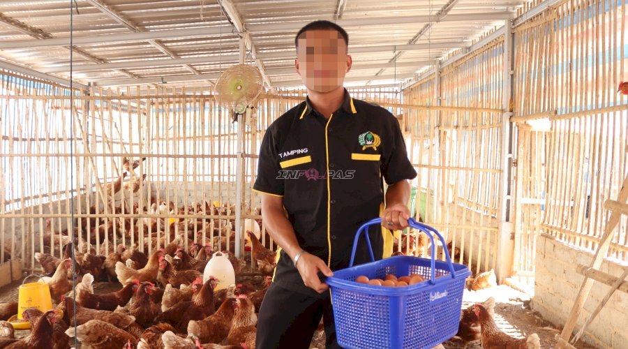 Panen Telur Ayam Lapas Batulicin Melesat, Capai 270 Butir per Hari