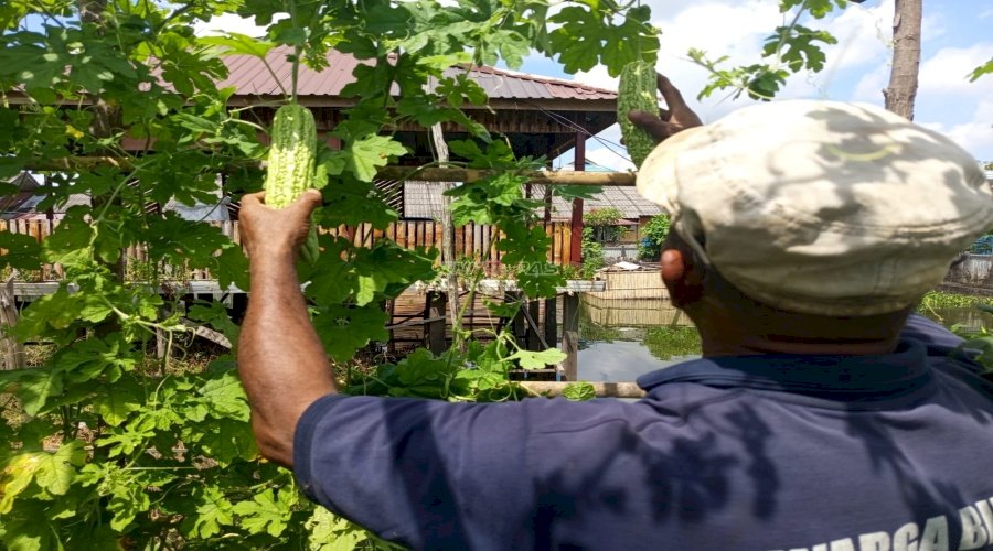 Dukung Ketahanan Pangan, Lapas Amuntai Panen 15 Kg Pare 