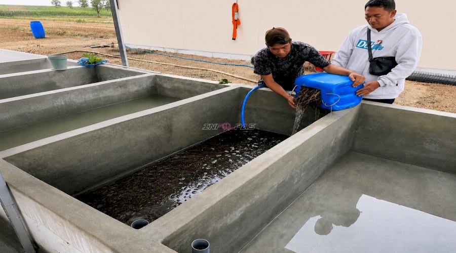 Lapas Terbuka Kendal Kembangkan Budidaya Belut, Dukung Ketahanan Pangan dan Pembinaan Kemandirian