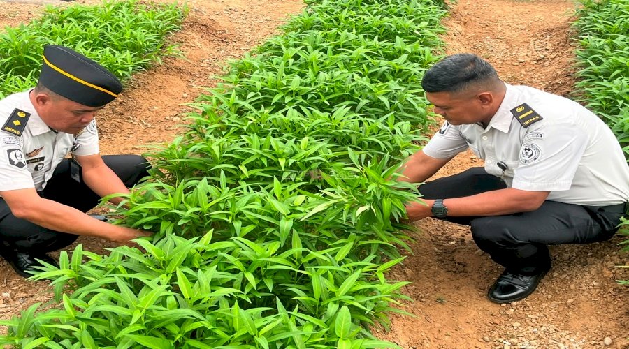Panen 28 Kilogram Kangkung, Warga Binaan Lapas Kotabaru Terus Tingkatkan Produktivitas Pertanian