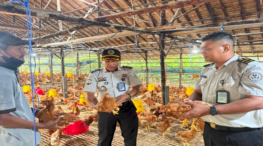 Perkuat Program Ketahanan Pangan, Lapas Kotabaru Survei Budidaya Ayam Petelur di Peternakan H. Baras