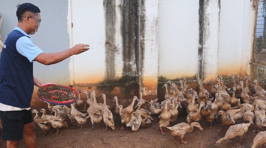 Lapas Batulicin Manfaatkan Maggot sebagai Pakan Bernutrisi bagi Ternak dan Ikan