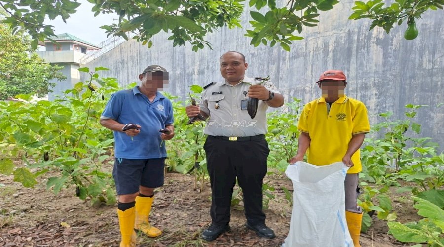 Lahan SAE Jadi Bukti Nyata, Lapas Parigi Sukses Panen Raya 14 Kg Terung