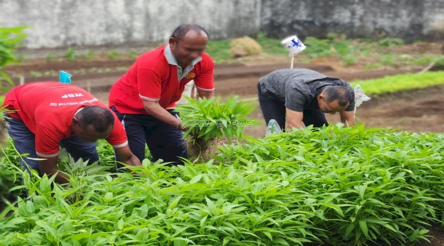 Lapas Tual Panen 29 Kg Kangkung, Wujud Sukses Pembinaan Kemandirian Warga Binaan