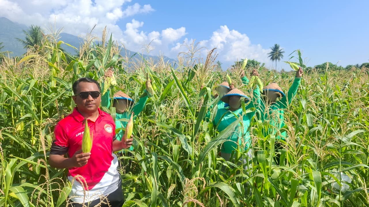 Warga Binaan Lapas Perempuan Palu Panen 50 Kilogram Jagung