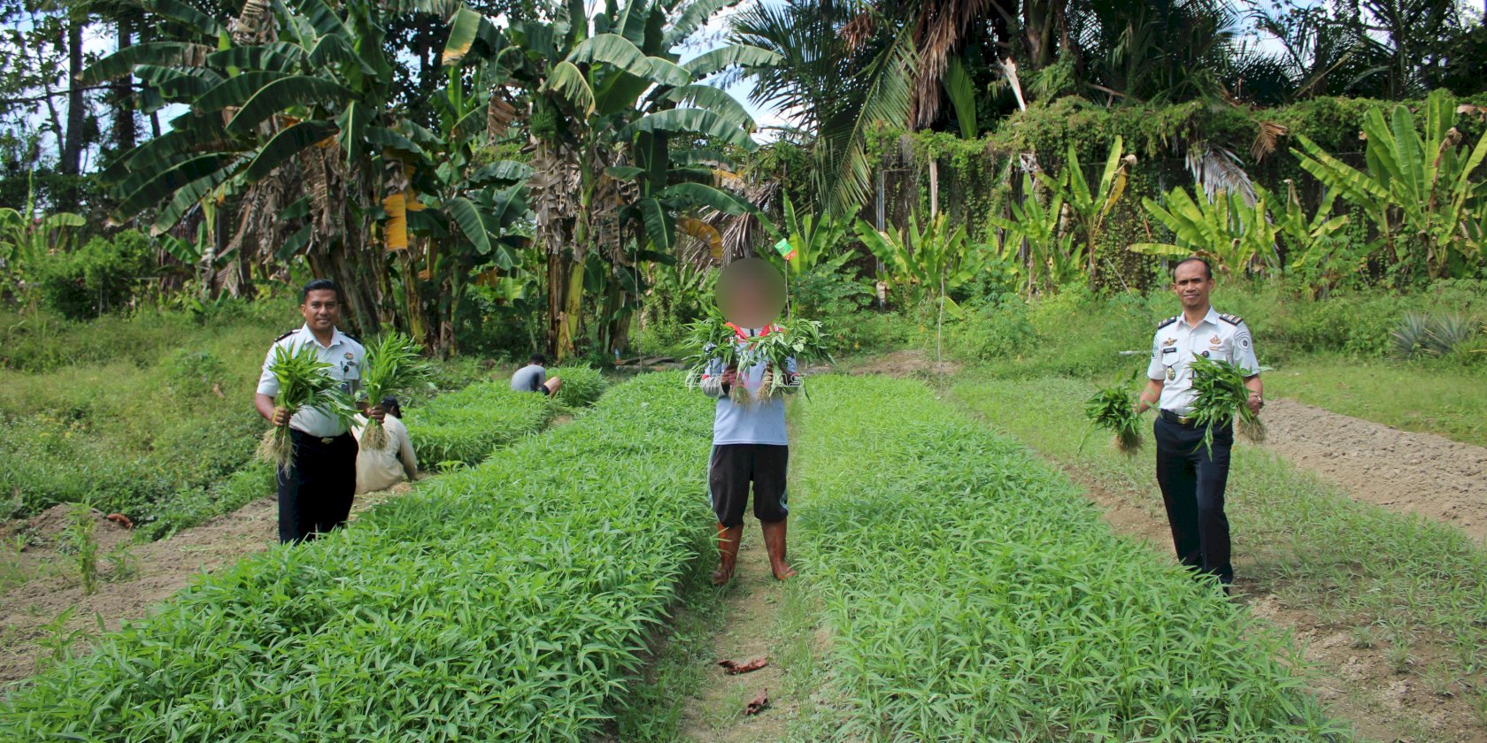 Lapas Piru Panen 44 Ikat Kangkung, Bukti Sukses Ketahanan Pangan dan Pembinaan Kemandirian Warga Binaan