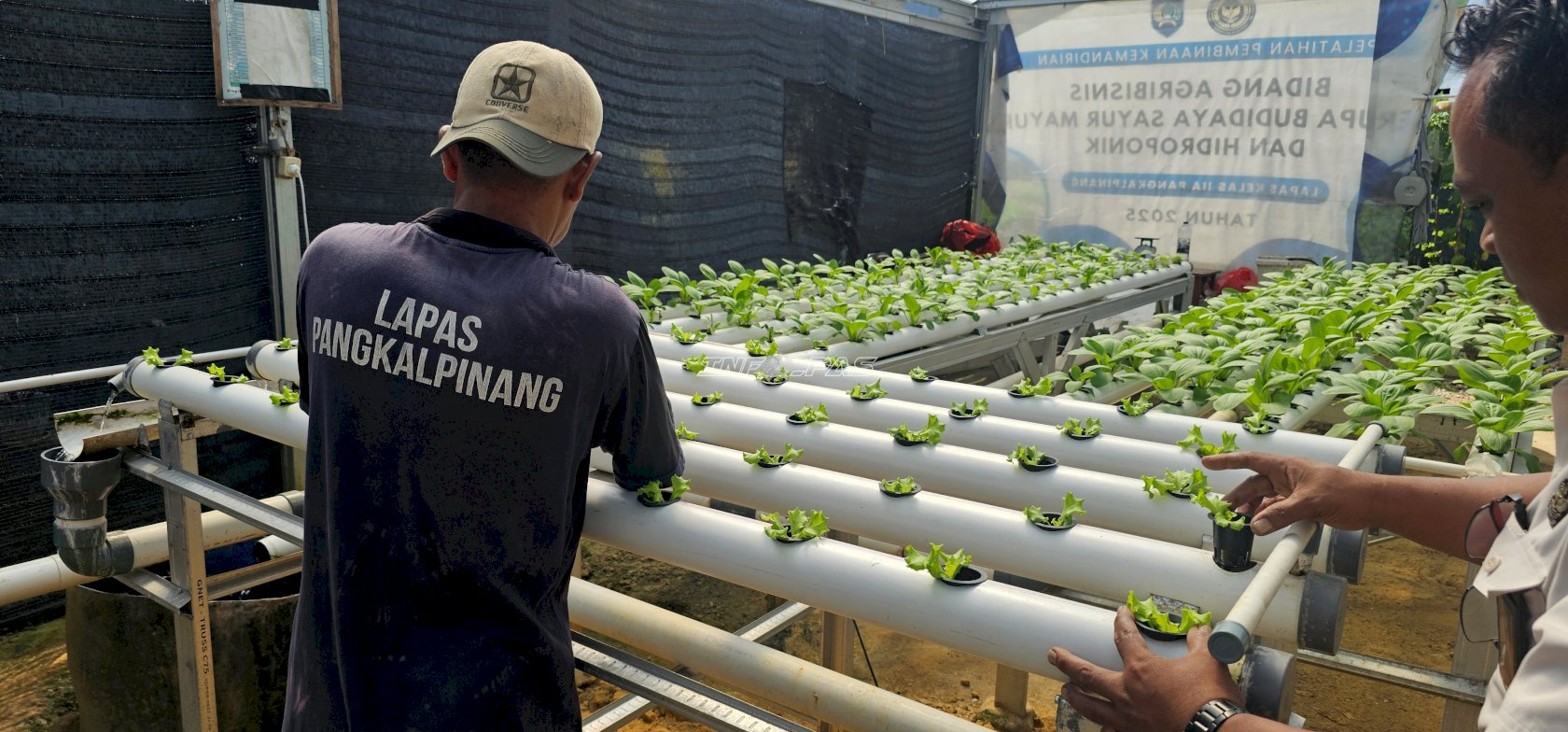 Semai Keterampilan, Warga Binaan Lapas Pangkalpinang Budidaya Selada di Agroedupark