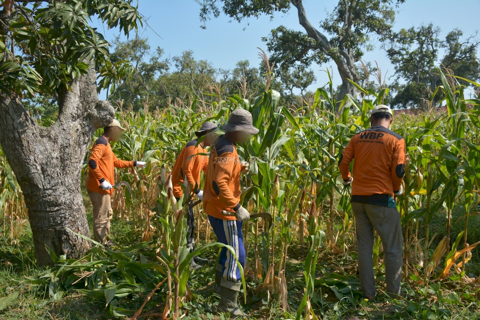 Lapas Terbuka Kendal Terapkan Zero Waste Farming Jelang Panen Jagung