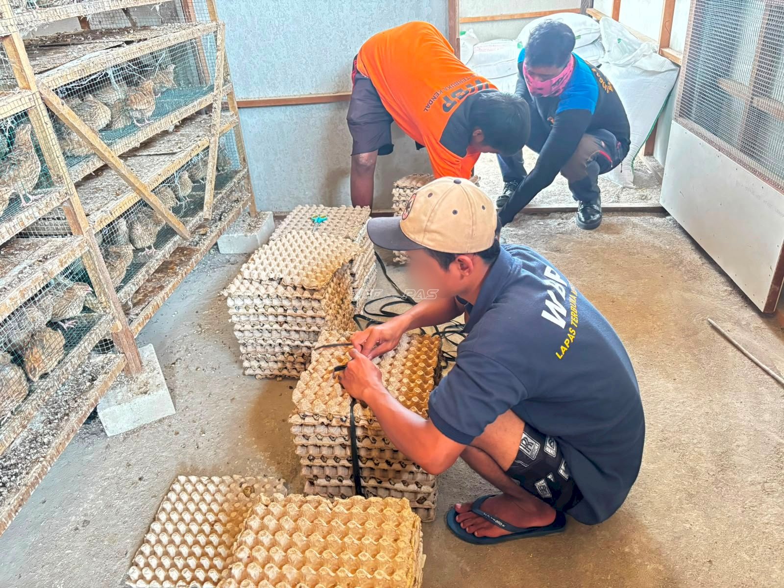 Telur Puyuh dan Pupuk Lapas Terbuka Kendal Kian Diminati Masyarakat
