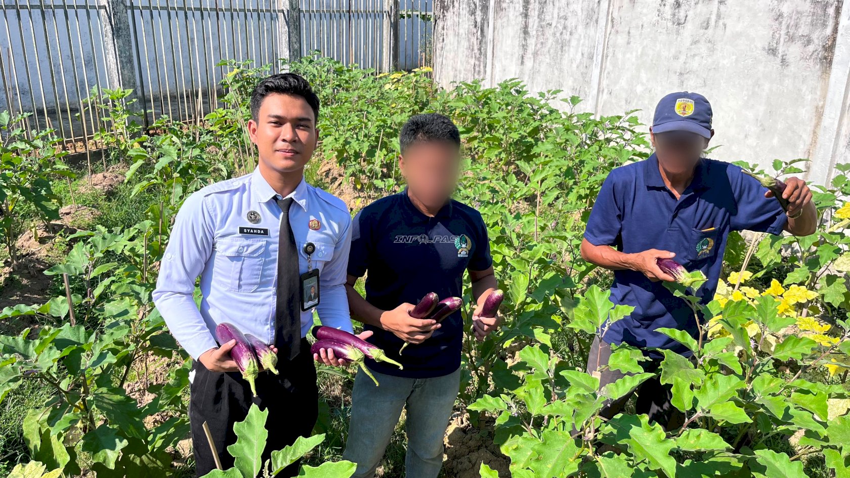 Rutan Barabai Panen 30 Kilogram Terung dan Kembang Kol