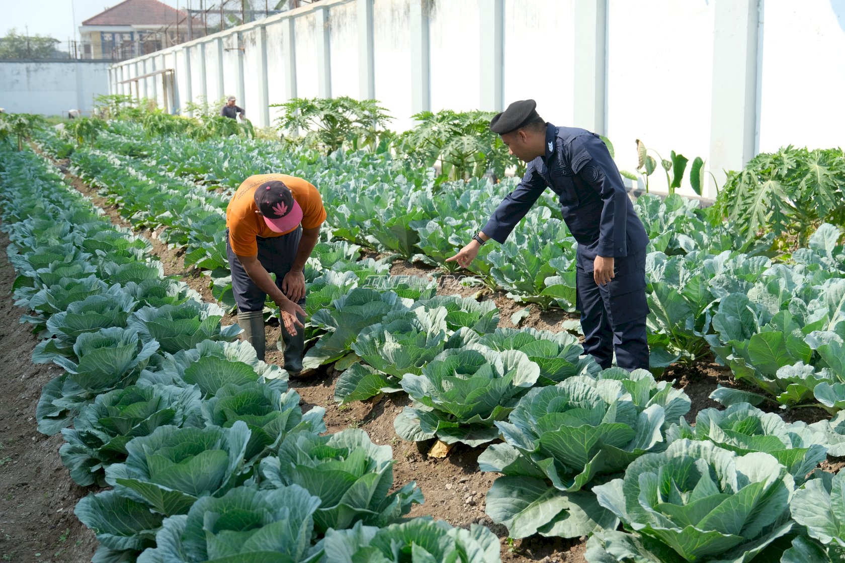 Lapas I Malang Optimalkan Pertanian Brandgang untuk Ketahanan Pangan