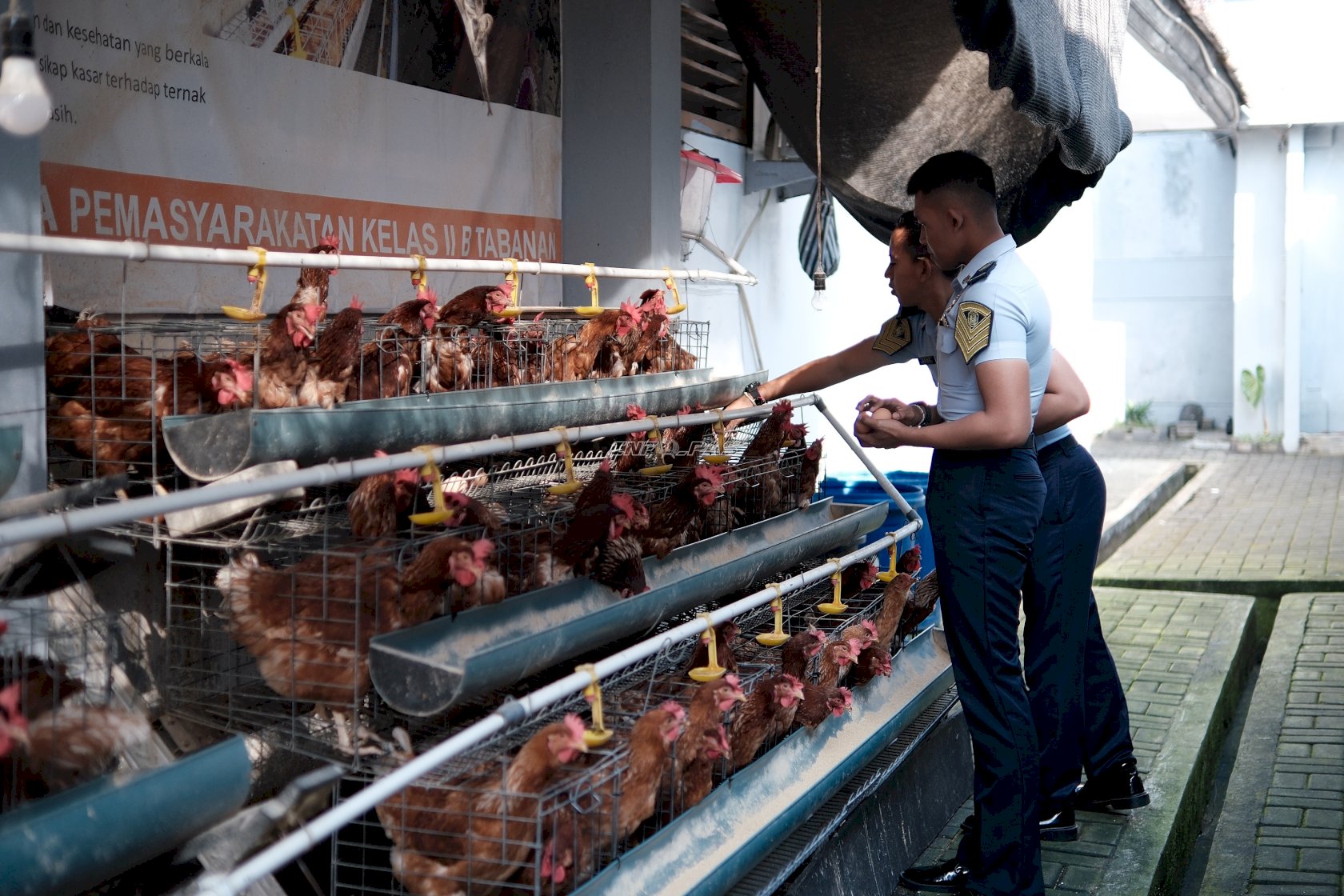 Keterbatasan Bukan Hambatan, Lapas Tabanan Optimalkan Area Sempit untuk Peternakan Ayam Petelur